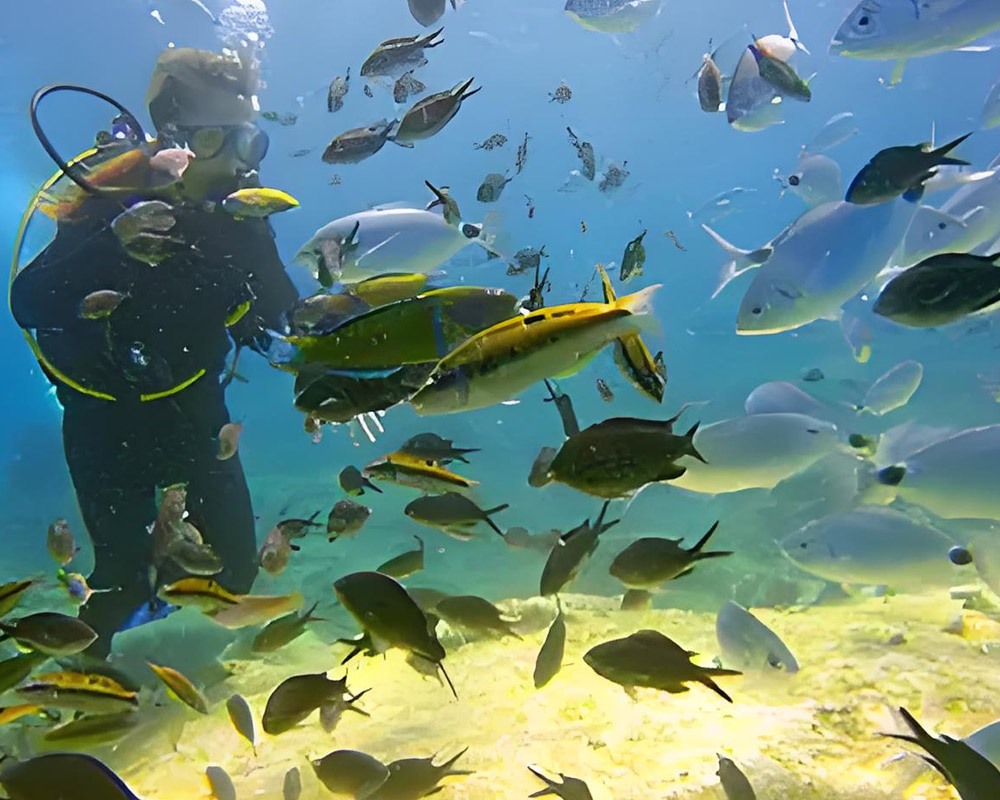 Mergulho em terra em Maui e Big Island